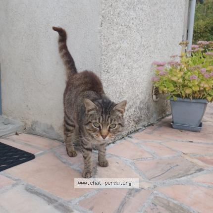 Photo 2/3 Found cat Found in Gresy sur aix