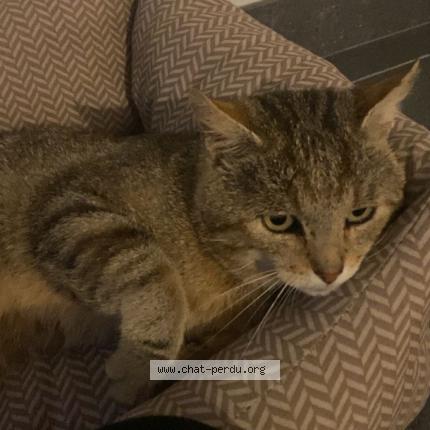 Foto 1/1 Kat teruggevonden Vermist in Anseremme