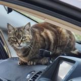 Picture of cat lost at Saint Martin De Seignanx
