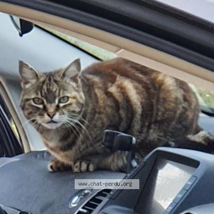 Photo 1/1 Mimine Chat lost in Saint martin de seignanx