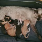 Picture of cat lost at Brezins