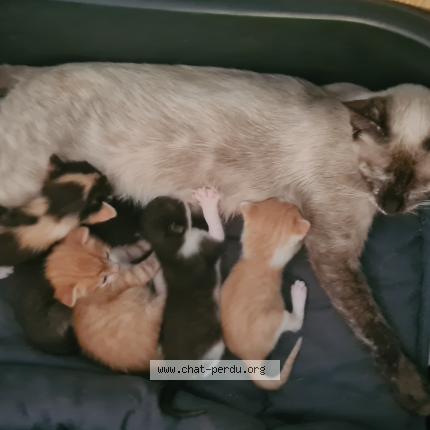 Photo 1/1 NINA PATAPOUF Chat lost in Brezins