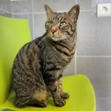 Picture of cat lost at Longjumeau