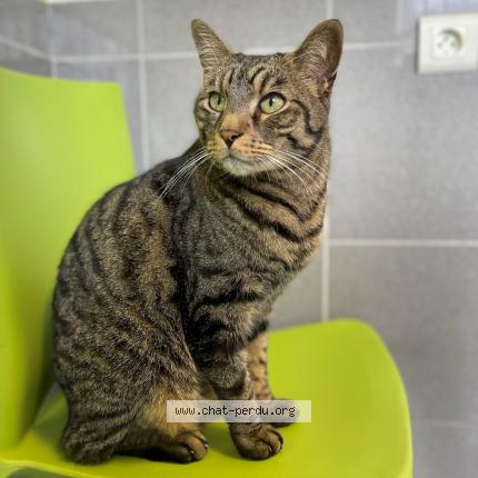 Photo 1/1 Hulk Chat lost in Longjumeau