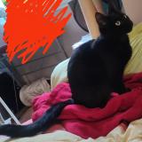 Picture of cat lost at Le Thillay