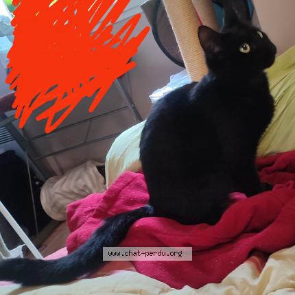 Photo 1/1 Bebel Chat lost in Le thillay