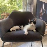 Picture of cat lost at Orleans