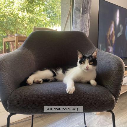 Photo 1/1 Oreo Chat lost in Orleans