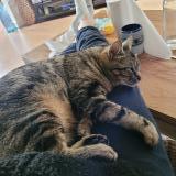 Picture of cat lost at Gouesnou