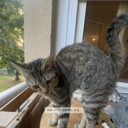 Photo 1/1 Cat reunited Lost in Lescar