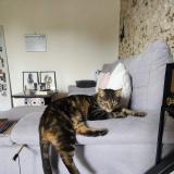 Picture of cat lost at Barzan