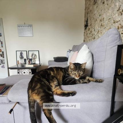 Photo 1/1 Loki Chat lost in Barzan