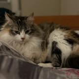 Picture of cat lost at Pamiers