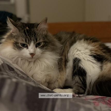 Photo 1/1 Lilou Chat lost in Pamiers