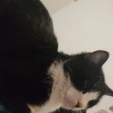 Picture of cat lost at Compiegne