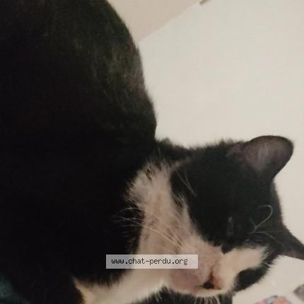 Photo 1/1 Mac Chat lost in Compiegne