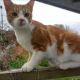 Picture of cat lost at Perouges