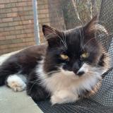 Picture of cat lost at Bruxelles