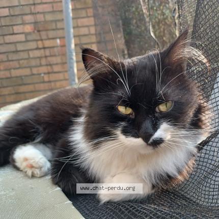 Photo 1/1 Kiwi Chat lost in Bruxelles