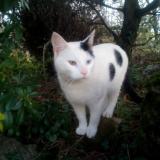 Picture of cat lost at Challuy