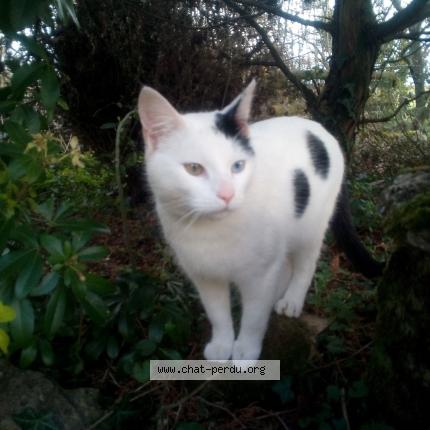 Photo 1/1 Olaf Chat lost in Challuy