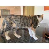 Picture of cat lost at Neuchatel