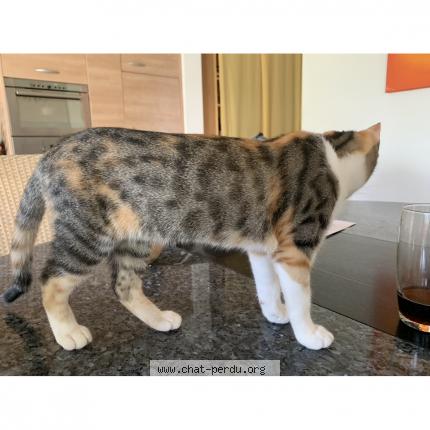 Photo 1/1 Kira Chat lost in Neuchatel