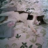 Picture of cat lost at Marle