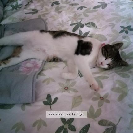 Photo 1/1 Frimousette Chat lost in Marle