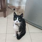 Picture of cat lost at Corrientes