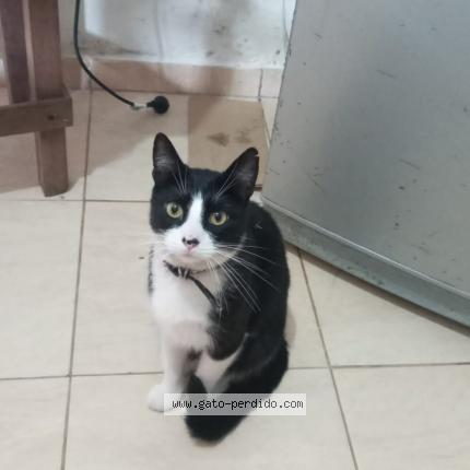 Photo 1/1 Kaneki Chat lost in Corrientes