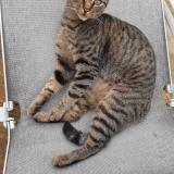 Picture of cat lost at Aizenay