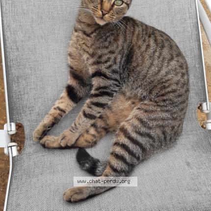 Photo 1/3 Safran Chat lost in Aizenay