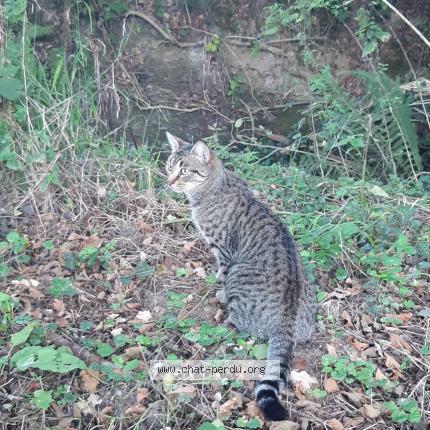 Photo 2/3 Safran Chat lost in Aizenay