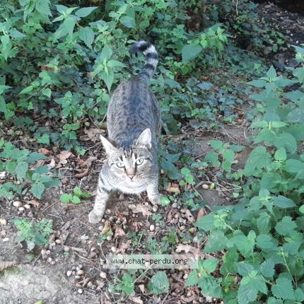 Photo 3/3 Safran Chat lost in Aizenay