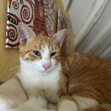 Picture of cat lost at Boulages