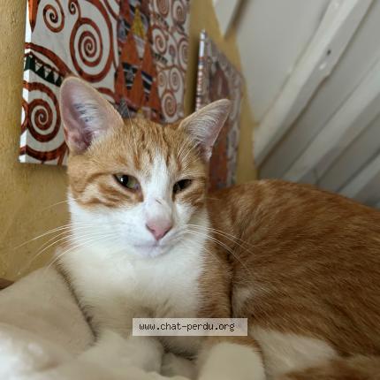 Photo 1/1 Chatounet Chat lost in Boulages