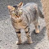 Picture of cat lost at Dannes