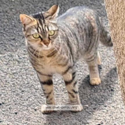 Photo 1/1 Mayka Chat lost in Dannes