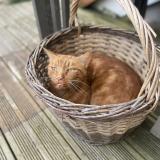 Picture of cat lost at Vitry Sur Loire