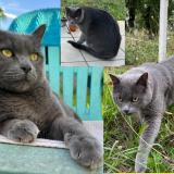 Picture of cat lost at Olonne Sur Mer Les Sables