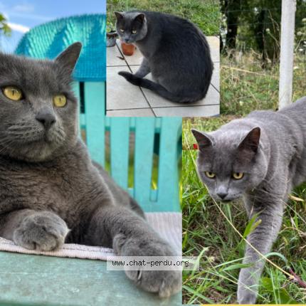 Photo 1/1 Didi Chat lost in Olonne sur mer les sables