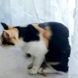 Picture of cat lost at Creil