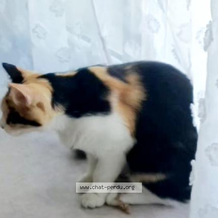 Photo 1/1 Bibicha Chat lost in Creil