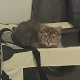 Picture of cat lost at Saint Maur Des Fosses