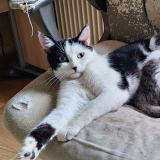 Picture of cat found at Bolandoz