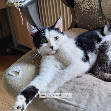 Photo 1/1 Lou Garou Chat lost in Bolandoz