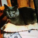 Picture of cat lost at Bais