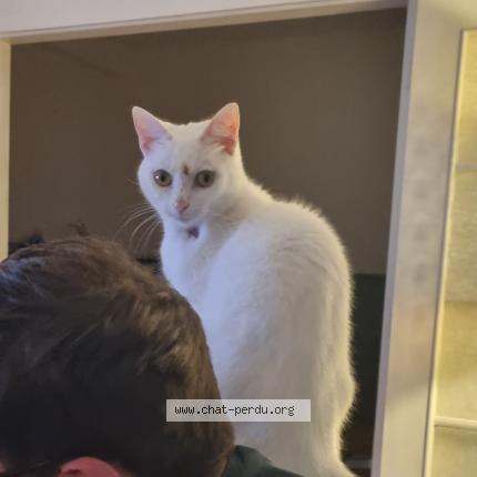 Foto 1/1 Wiedergefundene Katze Verloren in Luxembourg