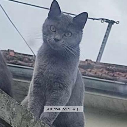 Photo 1/1 Yvi Chat lost in Congy